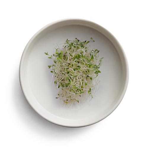 Alfalfa